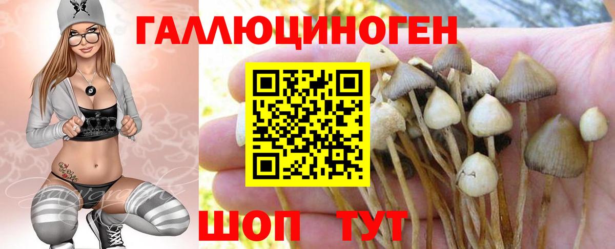 Кулебаки  Галлюциногенные грибы Psilocybe  Вход с VPN 